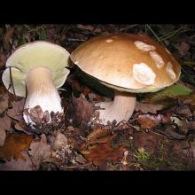 Boletus edulis (Porcini)