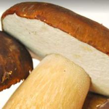 Boletus edulis (Porcini) cap and pores