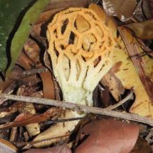 Clathrus chrysomycelinus