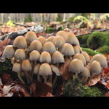 Coprinellus micaceus (Mica cap)