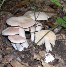 Entoloma sinuatum (Livid entoloma)