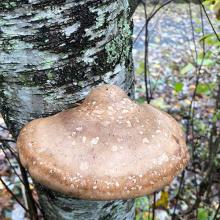 Fomitopsis betulina (Birch polypore) top view