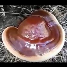 Ganoderma lucidum (Bracket fungus) growing under oak in CA