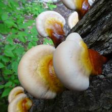 Ganoderma tsugae (Hemlock varnish shelf) on a dead Hemlock tree