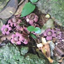 Geastrum campestre (Earthstar fungi)