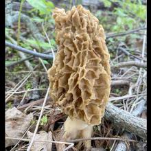 Morchella esculenta (Common morel)