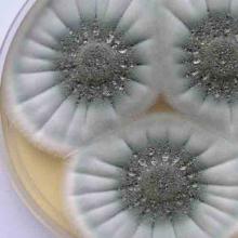 Penicillium roqueforti (Penicillium) in petri dish