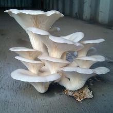 Pleurotus ostreatus (Oyster mushroom) cap and hymenium