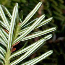 Abies balsamea (Balsam fir) needles underside