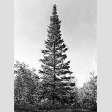 Abies balsamea (Balsam fir) tree