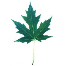 Acer saccharinum (Silver maple) leaf