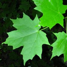 Acer saccharum (Sugar maple) leaves