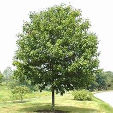 Acer saccharum (Sugar maple) mature tree