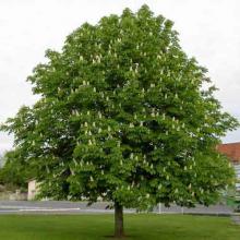 Aesculus hippocastanum (Horsechestnut) tree