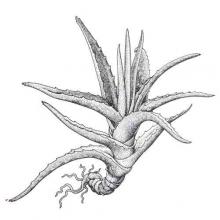 Aloe vera (Burn plant) illustration