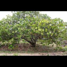 Anacardium occidentale (Cashew tree) tree