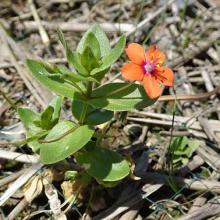 Anagallis arvensis (Scarlet pimpernel) plant