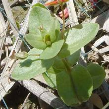 Anagallis arvensis (Scarlet pimpernel) leaves