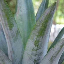 Ananas comosus (Pineapple) leaves