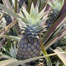 Ananas comosus (Pineapple) fruit