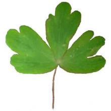 Aquilegia canadensis (Canadian columbine) leaf