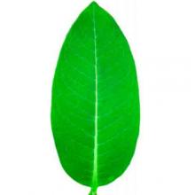 Asclepias syriaca (Broadleaf milkweed) leaf