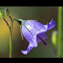 Campanula rotundifolia (Harebell) flower