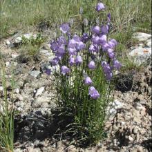 Campanula rotundifolia (Harebell) plant