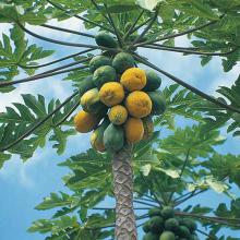 Carica papaya (Papaya) tree