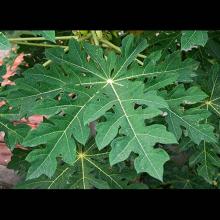 Carica papaya (Papaya) leaf