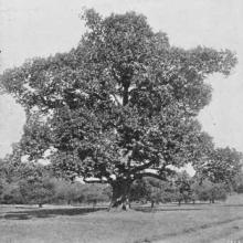 Castanea dentata (American chestnut) tree