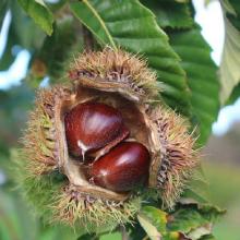 Castanea dentata (American chestnut) fruit