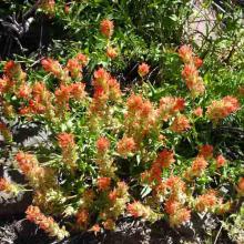 Castilleja linariifolia (Wyoming Indian paintbrush) plant