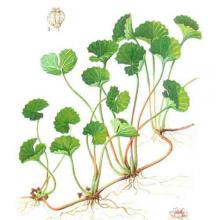 Centella asiatica (Gotu kola) plant