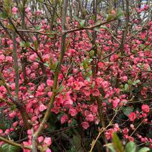 Chaenomeles speciosa (Flowering quince) bush