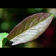 Chaenomeles speciosa (Flowering quince) leaf