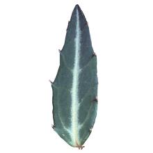 Chimaphila maculata (Spotted wintergreen) leaf