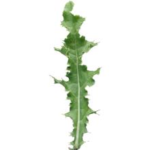 Cirsium arvense (Canadian thistle) leaf