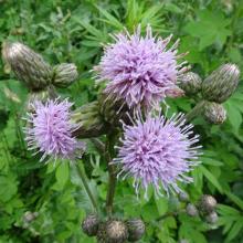 Cirsium arvense (Canadian thistle) flowers