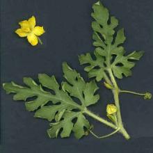 Citrullus lanatus (Watermellon) leaf and flower