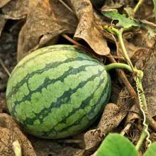 Citrullus lanatus (Watermellon) fruit