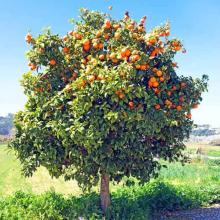 Citrus x aurantium (Sweet orange) tree