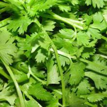 Coriandrum sativum (Cilantro) leaves