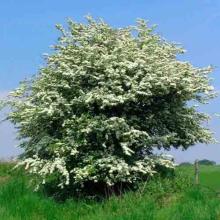 Crataegus monogyna (Common hawthorn) tree