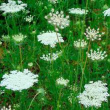 Daucus carota (Queen Anne's lace) plants