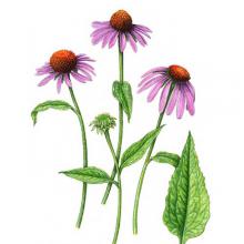 Echinacea angustifolia (NBlacksamson echinacea) illustration