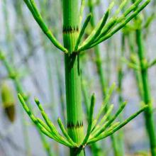 Equisetum fluviatile (Water horsetail) stem and leaves