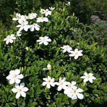 Gardenia jasminoides (Gardenia) plants