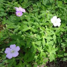 Geranium maculatum (Wild geranium) plant