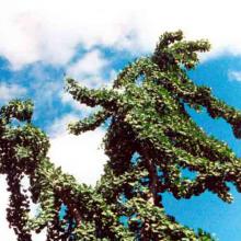 Gingko biloba (Maidenhair tree) branches and leaves